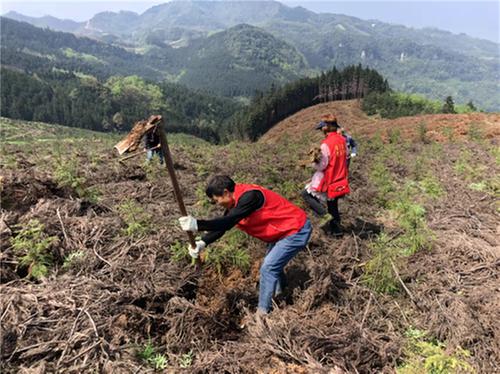 葫芦镇：践行“两山”理论 增绿增收两不误