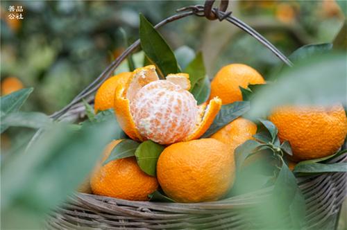 石棉黄果柑“田间发布会”即将来袭