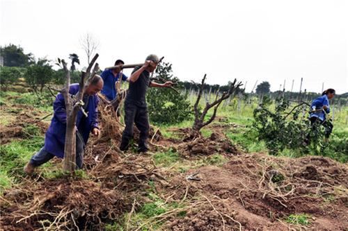 丹棱县退经还粮进行时