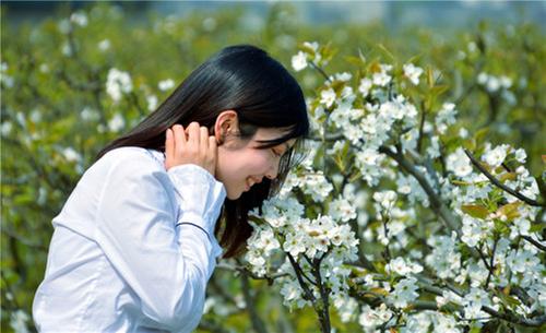  东坡区：又到春花烂漫时  梨花三月醉东坡