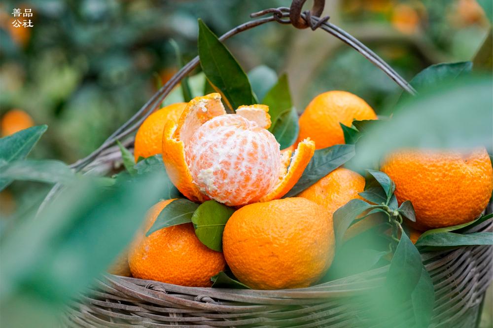 石棉黄果柑田间发布乡村特色秀 点亮百县百品助农首站