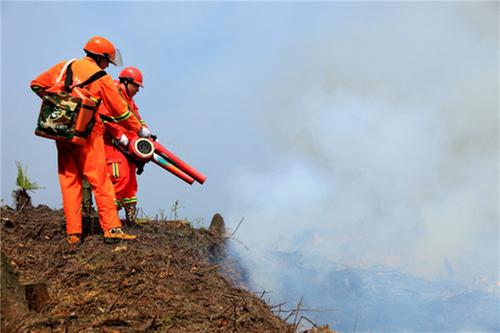 中国森林履约洪雅林场最佳实践