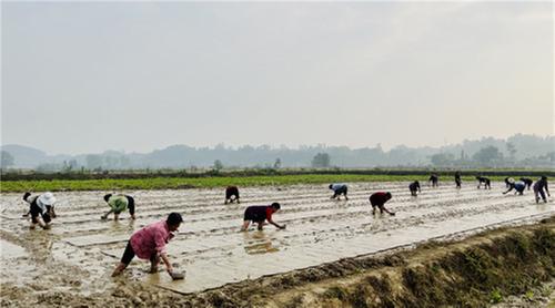 青神县：春耕正当时 水稻育秧忙