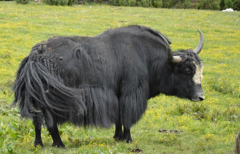 一头九龙牦牛的自述：勇挑振兴重任，奔向强牧富民好光景