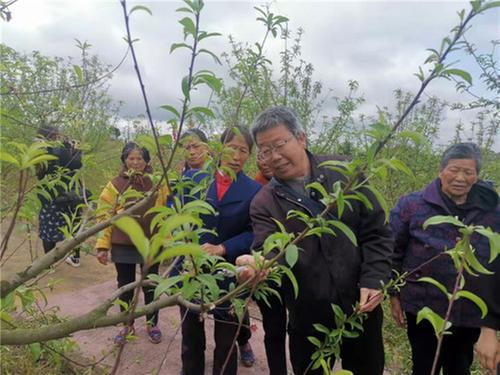 科普活动月|东兴区科协开展桃树管理技术指导培训