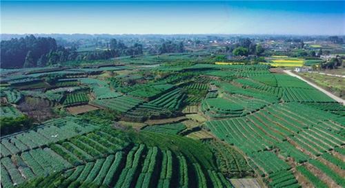 青神县西龙茶叶现代农业园区获评市级现代农业园区