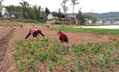 岳池县：巩固脱贫攻坚成果  夯实乡村振兴根基