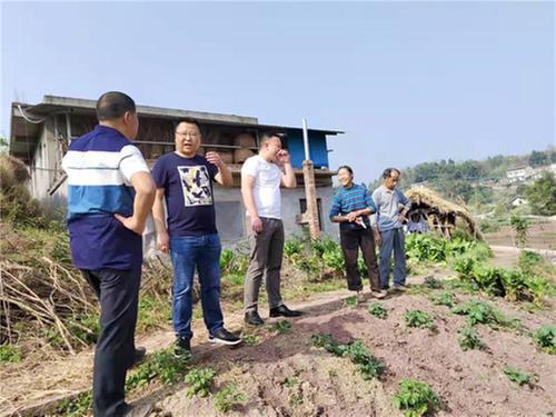 镇裕镇扎实推动大豆玉米带状复合种植工作