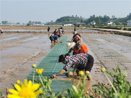 高台镇：“退草还耕” 500亩草田变“粮仓”