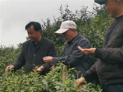 沙湾区科协、老科协调研全县春茶生产情况