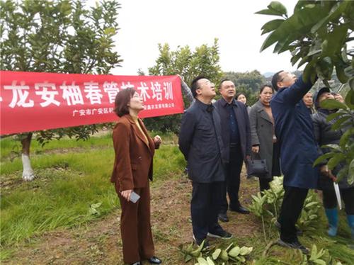 广安区科协开展龙安柚春管技术培训