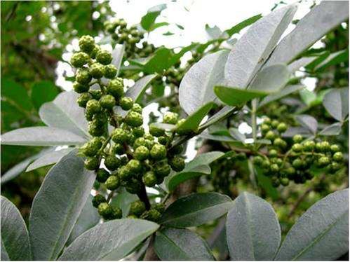 藤椒春季管理要点