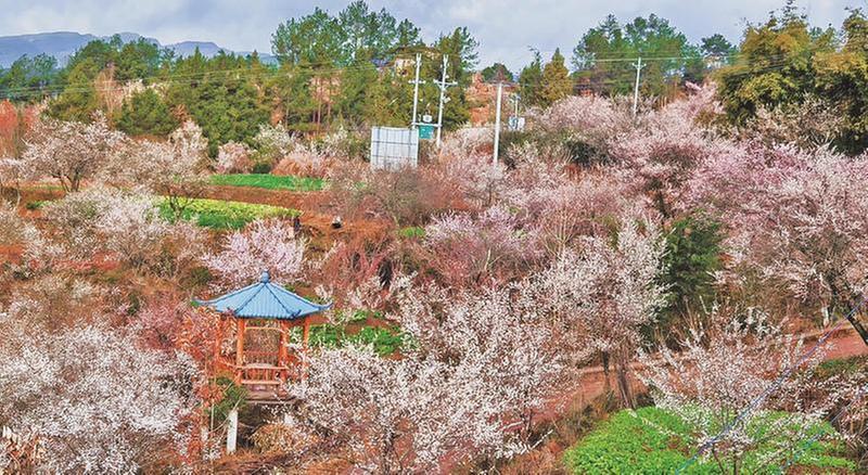 关门镇：千亩红梅绽放“美丽经济”