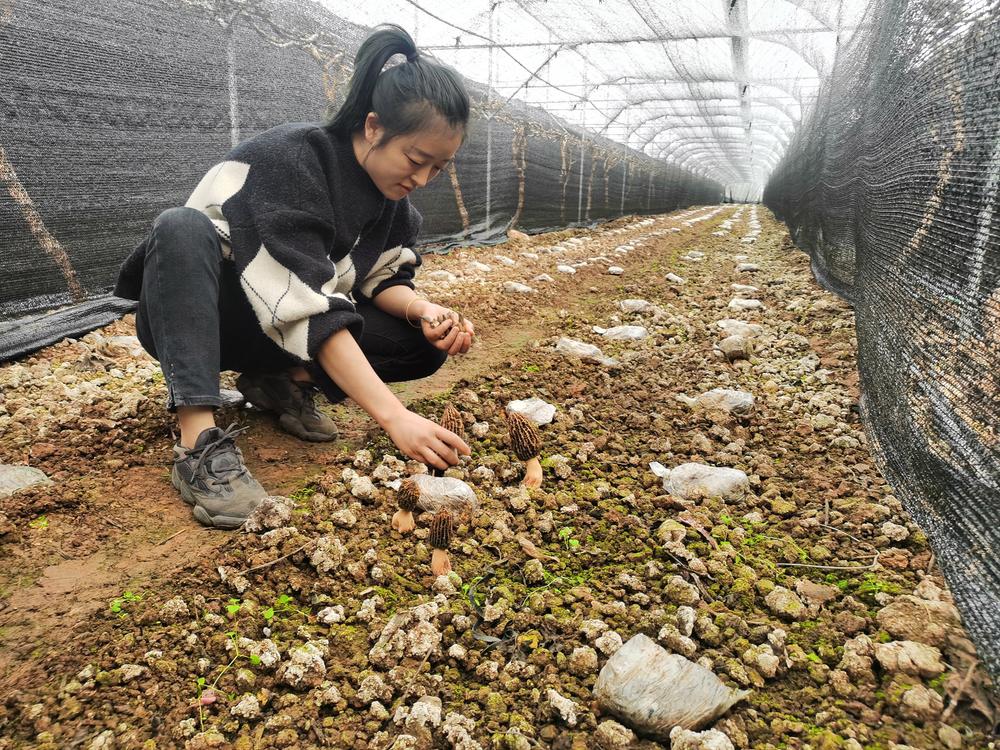 彭山：葡萄园套种“羊肚菌” 增收增效又环保