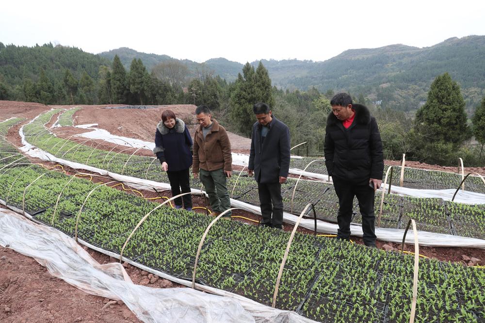 广安区：抓好大春生产 保障粮食安全