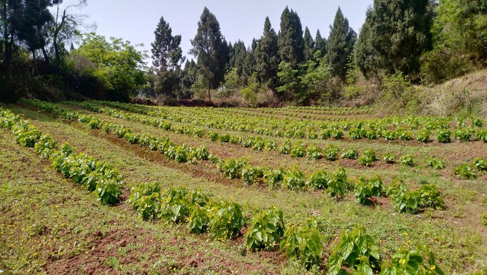 内江市东兴区桑蚕茧服务中心助力双桥镇打牢养蚕工作基础