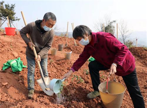 十万玫瑰铺满山  乡村振兴正当时