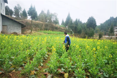 秦溪镇开展禁种铲毒踏查工作