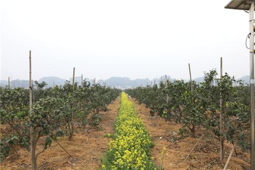 丹棱县：端牢饭碗有妙招  套种间种增产量