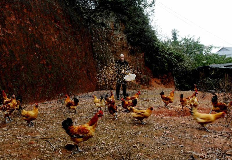 李文海：“生态鸡”养出幸福前程