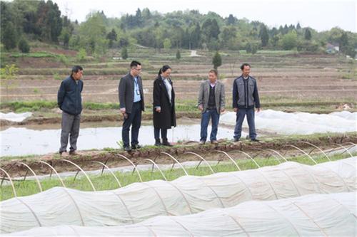 龙台镇：纪检干部下沉基层助力春耕生产