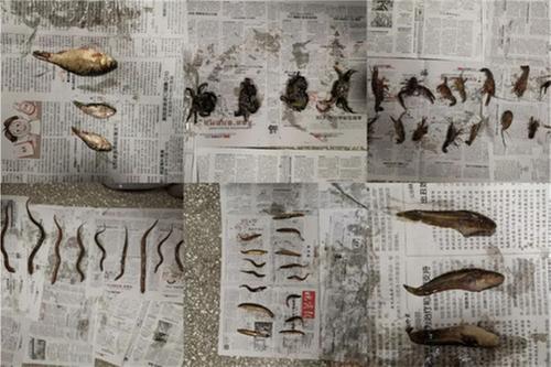 眉山天府公安联合多部门开展长江“十年禁渔”法制宣传活动