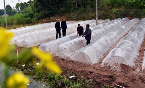 桂香村：扩种粮食作物 加强田间管理