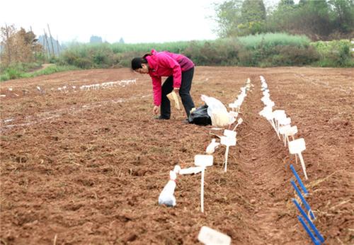 仁寿县：科技赋能 人才加码 助推粮食产业高质量发展