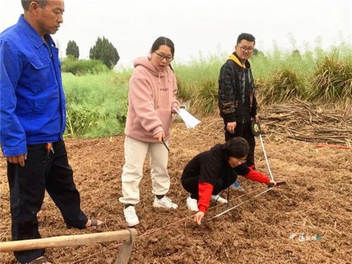稳产增收有门道！内江市市中区多地推广玉米大豆带状复合种植
