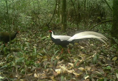 洪雅县：国家二级保护动物白鹇现身玉屏山