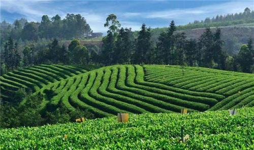 五通桥区老科协认真贯彻落实市委要求坚决抗击新冠疫情