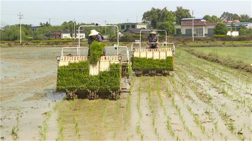 青神县：春耕春管正当时 农技服务到田间