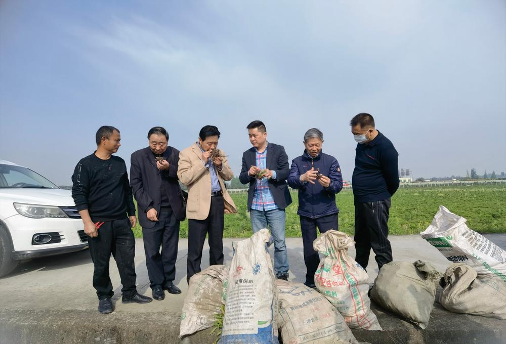 东坡区科协、老科协调研东坡区中药材种植情况
