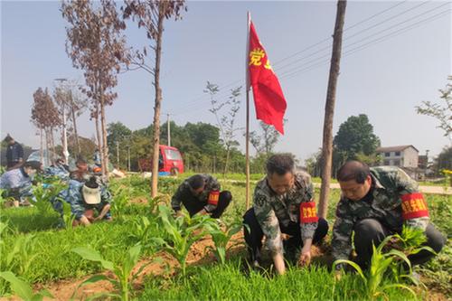 九龙镇：党员助农插秧忙