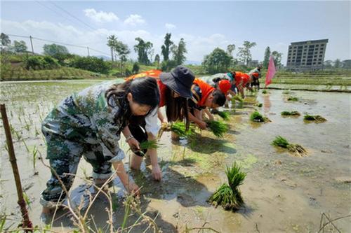 邻水县退役军人志愿服务队开展“助农插秧”志愿活动