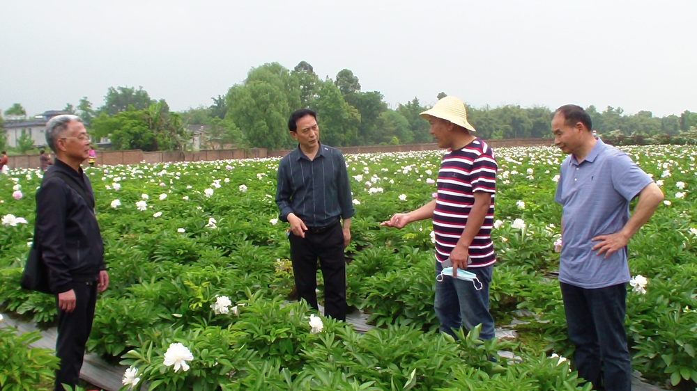 峨眉山市老科协开展科技调研助力产业兴旺