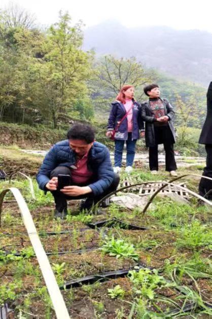 峨眉山市老科协赴沙湾区调研芦笋种植基地