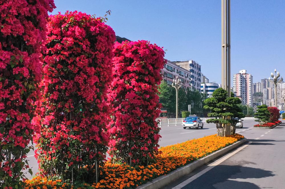 广安区：“鲜花大道”提升城市“颜值”