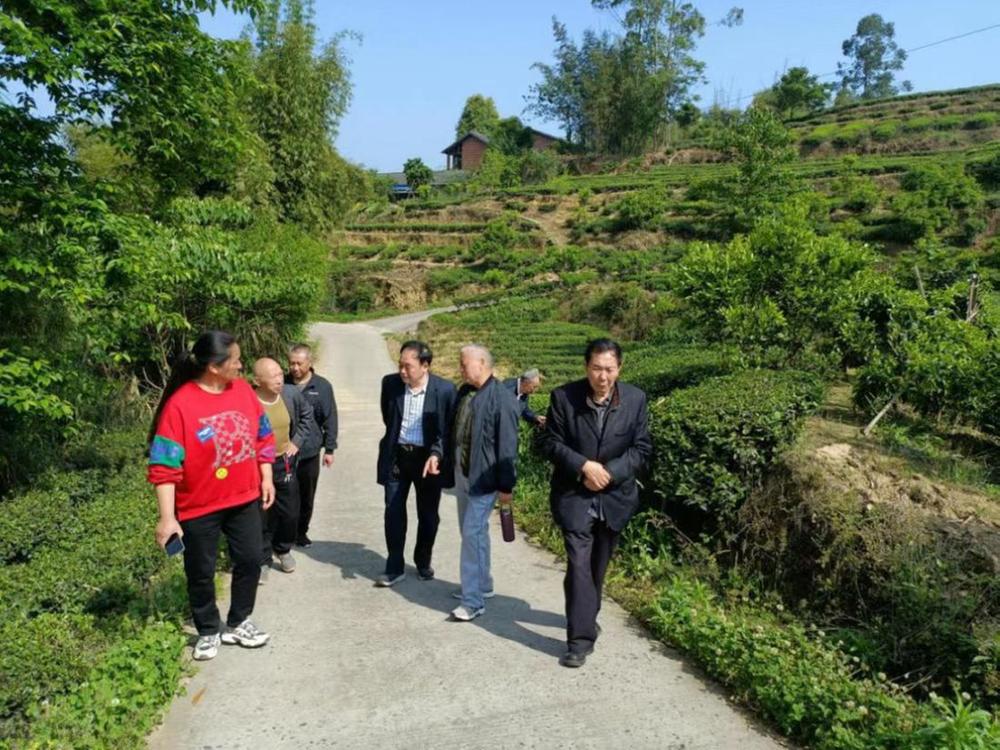 井研县老科协到竹园镇调研茶叶生产助力产业振兴