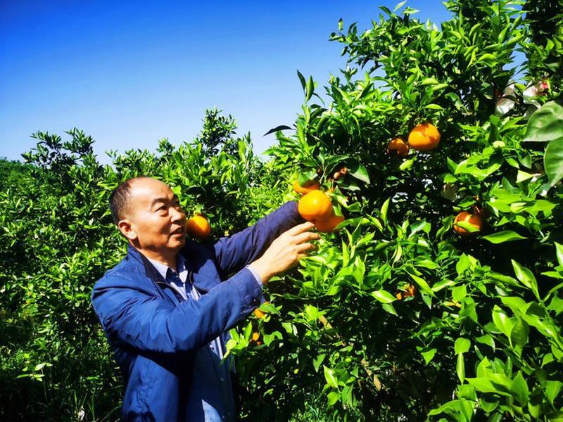 保持品种先进性 占领产业新高地