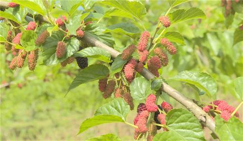 邻水县：采摘桑葚乐翻天