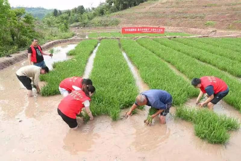 广安：党员田间助耕  抢时栽插秧苗 