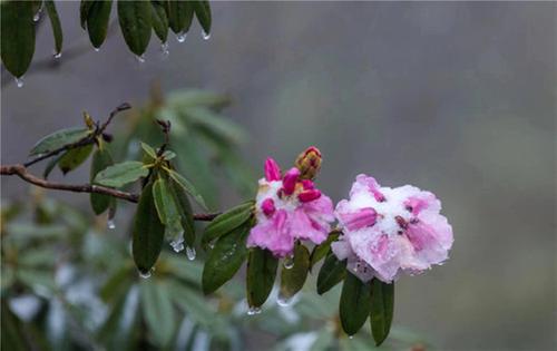 洪雅县：雪景杜鹃鸽子花同框 瓦屋观光赏景正当时