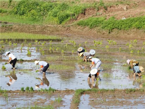 代市镇：党员干部齐上阵 抢抓时节插秧忙