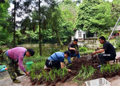丹棱县：山区渔塘试种浮稻