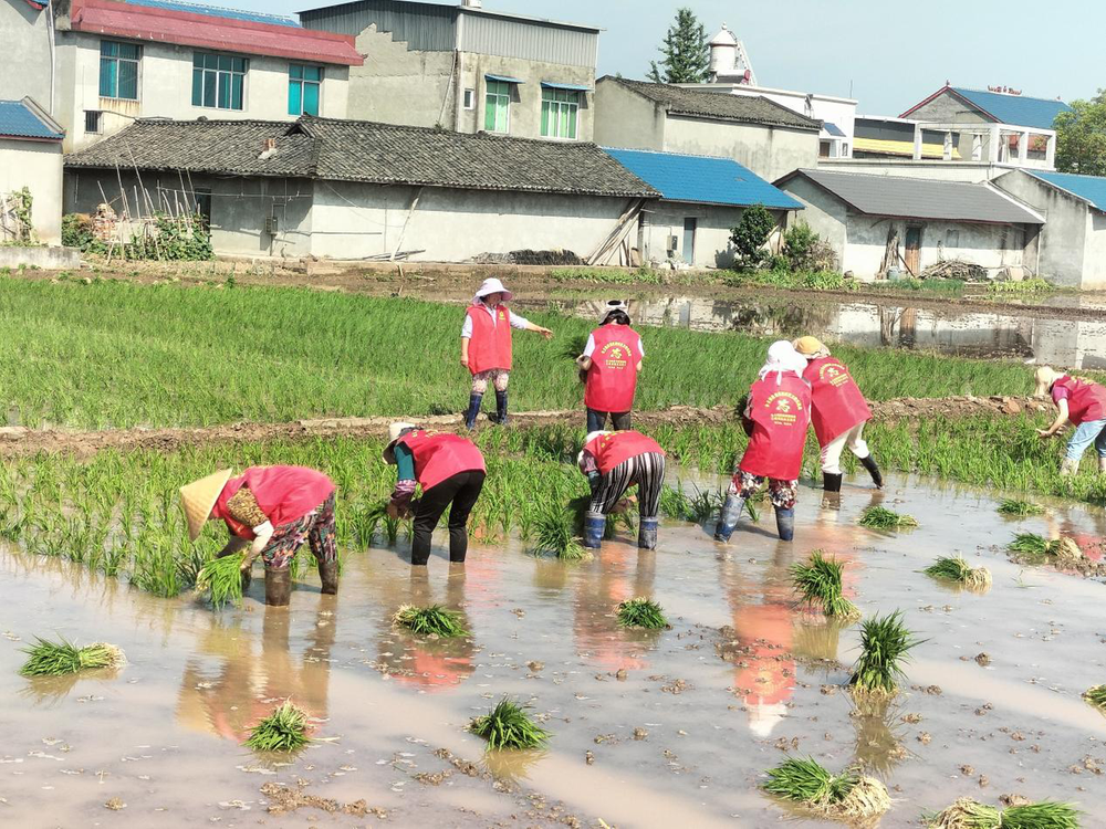 我为群众办实事|公义镇欣荣村党员干部为农插秧助春耕