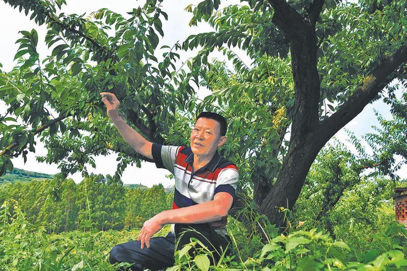 丹棱脆红李点绿成“金”绘就产业振兴新图景