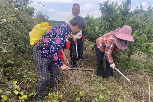 青神县:推广林下种豆新模式 鼓起农民“钱袋子”