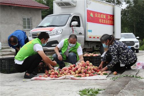 彭家乡：水果蔬菜销售遇难题 农业龙头企业来相帮