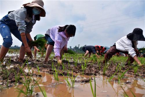丹棱县：党员干部志愿者 五月抢种助插秧